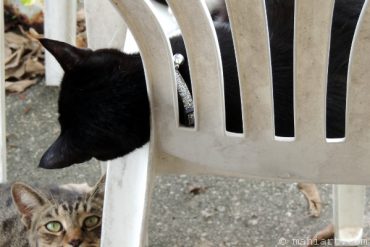 Today’s inlet: Henry and Bootsy.