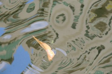 Today’s inlet: The leaf and the highrise.