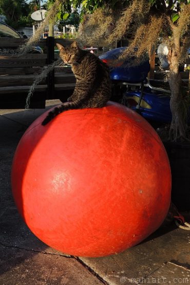 Today’s inlet: Circus cat.