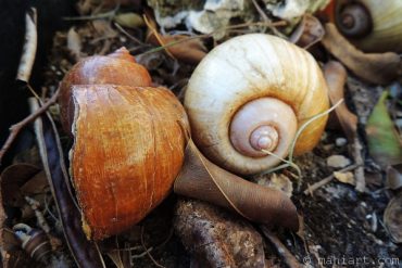 Today’s inlet: Garden shells.