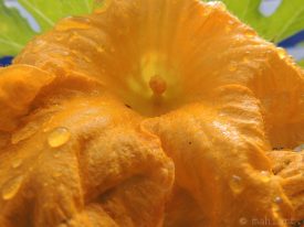 Today’s inlet: Pumpkin flower.