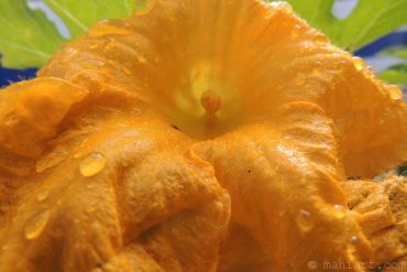 Today’s inlet: Pumpkin flower.