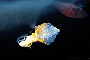 Today’s inlet: Petal.