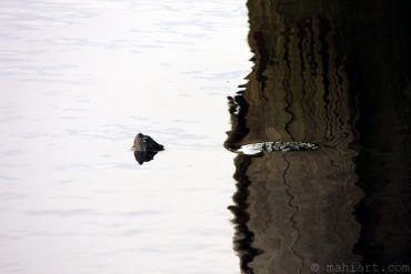 Today’s inlet: Turtle 5.