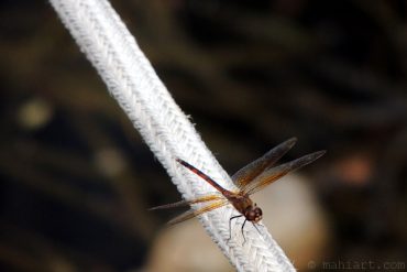 Today’s inlet: Dragonfly.