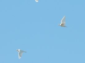 Today’s inlet: White doves.