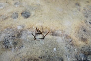 Today’s inlet: Dead bug.