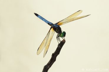 Today’s inlet: Dragonfly 2.