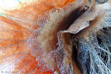 Today’s inlet: Lacy leaves.