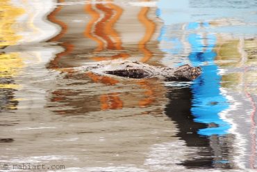 Today’s inlet: Not a gator.