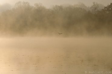 Today’s inlet: Morning mist.