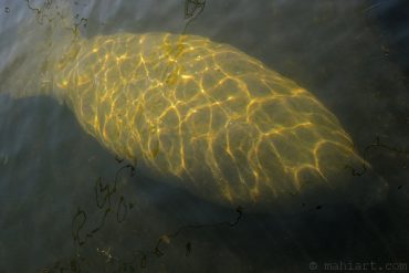 Today’s inlet: Manatee 2.