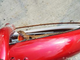 Today’s inlet: The bicycle and the gecko. Oops, I meant: The bicycle and the anole.