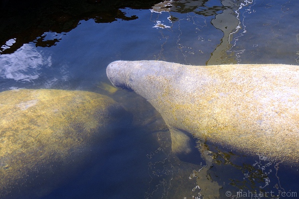 Manatees.