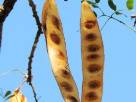 Seed pods.