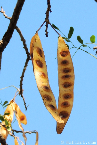 Seed pods.