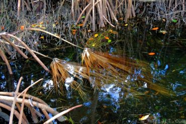 Mangroves and fronds.