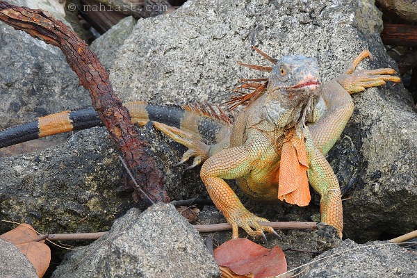 Iguana on the rocks.