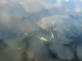 Manatee in the clouds.