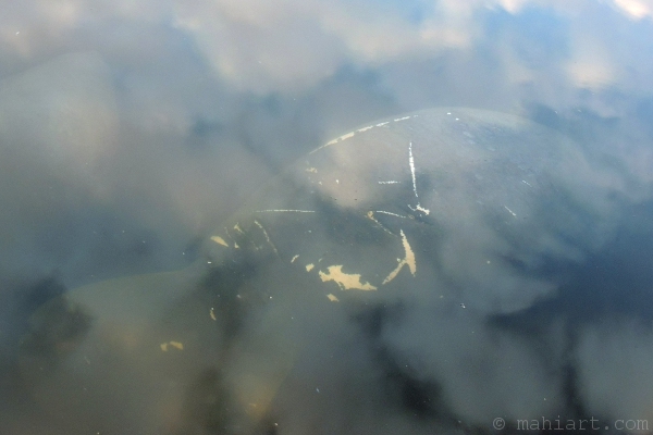 Manatee in the clouds.