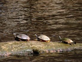 Turtle sunbathing.
