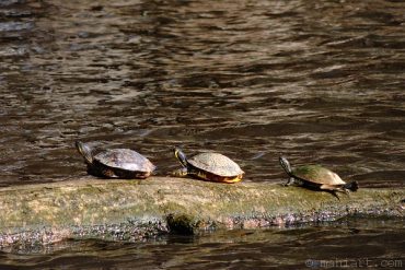 Turtle sunbathing.