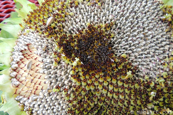 Sunflower seeds.