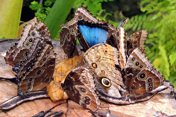 Butterfly banquet.