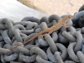 Lizard on chain.