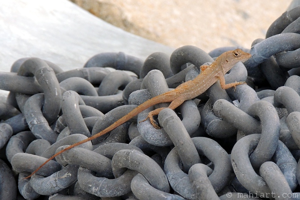 Lizard on chain.