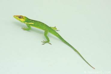 Knight anole.