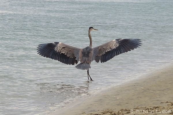 Back away from the heron.