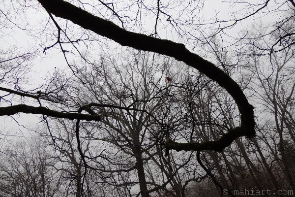Winter branches.