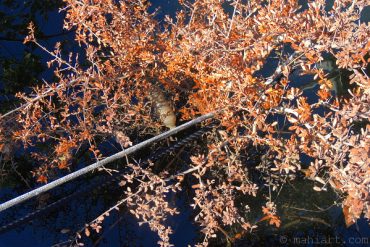 River reflection with dock lines, tree branch, and bottle.