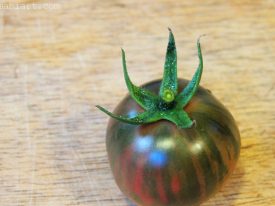 First tomato.