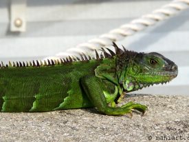 Iguana.