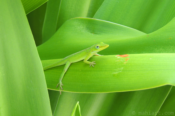 Green anole.