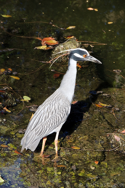 Great blue heron.