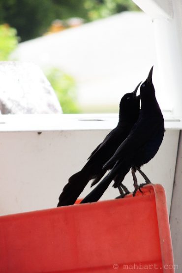 Crow Show