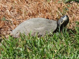 Turtle on the lawn.