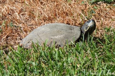 Turtle on the lawn.