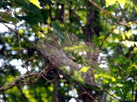 Spider web.