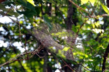 Spider web.