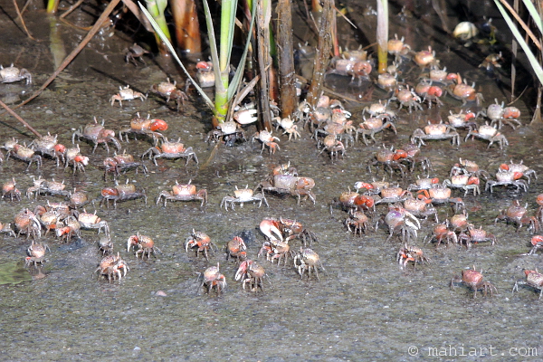 Crab convention.