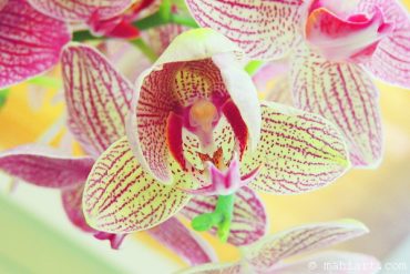 Orchid.