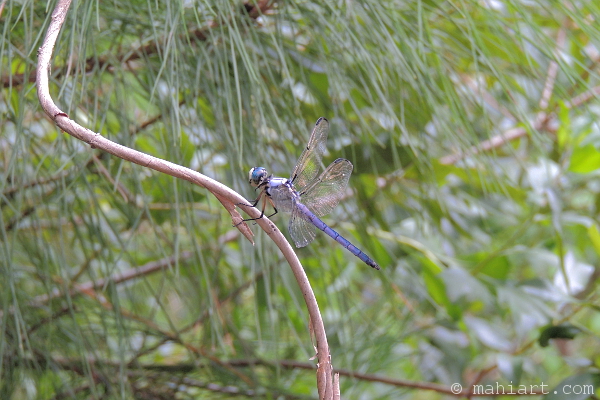 Dragonfly.