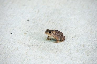 Frog.