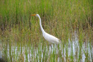 Egret.