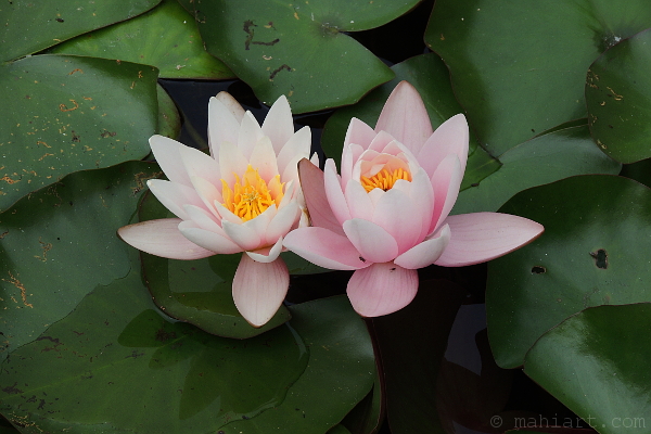 Water Lilies.