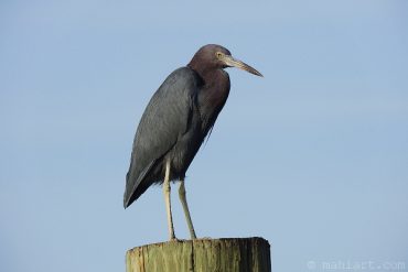 Little Blue Heron.
